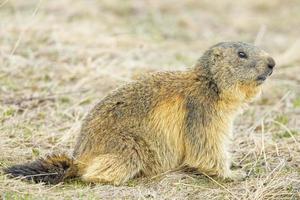 Retrato de marmota aislado cerdo de tierra sobre fondo de montaña foto