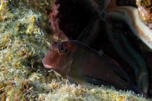 Red Goby fish while looking at yoy behind sea star photo