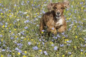 Dog puppy cocker spaniel while running photo