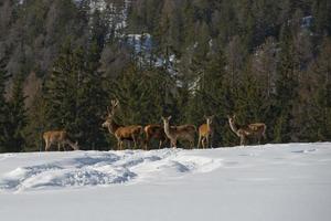 Deer Family in snow and forest background photo