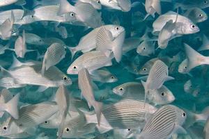 dentro de un banco de peces bajo el agua. foto