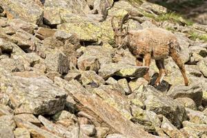 Isolated ibex deer long horn sheep Steinbock photo