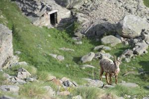 Isolated ibex deer long horn sheep Steinbock photo
