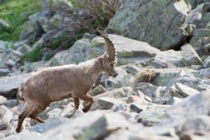 Deer ibex long horn sheep Steinbock photo