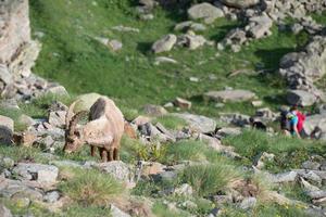 Deer ibex long horn sheep Steinbock photo