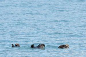 nutria marina nadando en prince william sound, alaska foto