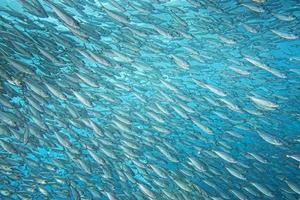 dentro de un banco de peces bajo el agua. foto