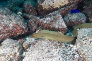 Eel mooray portrait photo