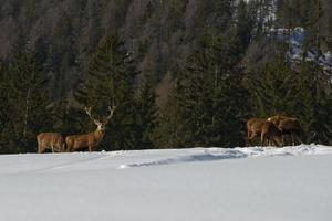familia de ciervos en el fondo de la nieve y el bosque foto