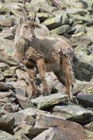 Ibex longhorn sheep deer photo