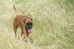 Cachorro de boxeador aislado mientras salta sobre hierba verde foto