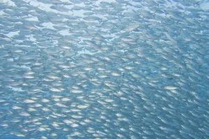 dentro de un banco de peces bajo el agua. foto