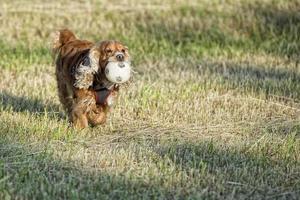 perro sosteniendo un balon de futbol foto