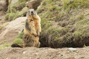 retrato aislado de marmota fuera de su nido foto