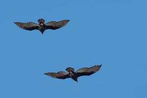 group od buzzard vultures flying in the deep blue sky photo