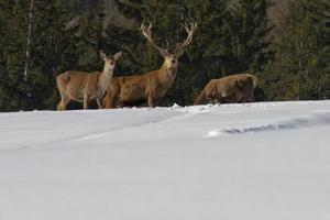 Deer Family in snow and forest background photo