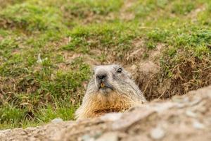 retrato del día de la marmota de marmota foto