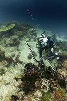 A scuba diver attacked by sea snake photo