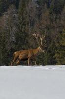 Isolated male Deer in snow and forest background photo