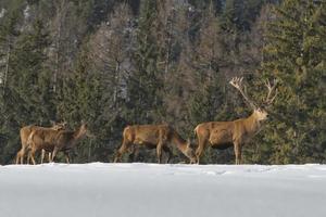Deers in the snow photo