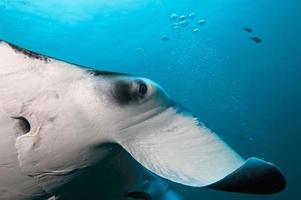 An isolated Manta in the blue background photo