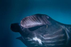 una manta negra muy rara aislada en el fondo azul foto