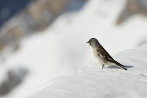 A sparrow in Dolomites snow winter time photo
