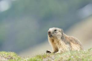 Marmot in winter photo