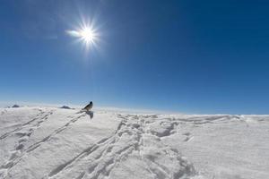 un gorrión en dolomitas nieve invierno foto