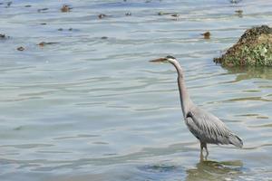 A blue heron hunting in the sea photo