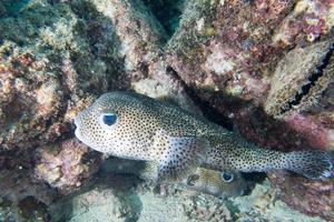 Box puffer fish underwater portrait photo