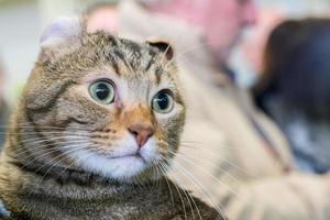 Scottish Fold cat close up portrait photo