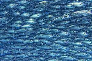 Inside a school of fish underwater photo