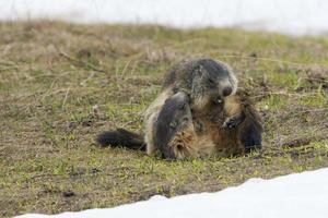 Two Marmot while playing photo