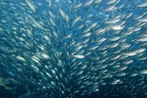 dentro de un banco de peces bajo el agua. foto