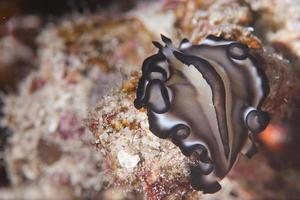 Flat worm portrait  in Raja Ampat Papua, Indonesia photo