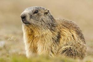 Isolated marmot portrait photo