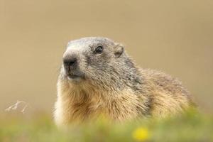 retrato de marmota mientras te mira foto