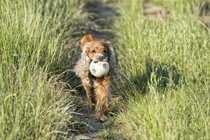 dog holding a soccer ball photo