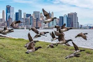 goose flying over manhattan new york city landscape background photo