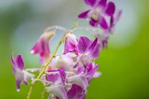 hermosa orquídea púrpura en un fondo tropical borroso con gotas de lluvia de gotas de rocío matutino. perfecto primer plano de la naturaleza tropical, jardín de flora exótica.