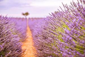 Vivid colors, peaceful idyllic summer nature, blur floral scene. Closeup of French lavender field at sunset, Provence, France, Valensole. Summer nature landscape. Beautiful landscape of lavender field photo