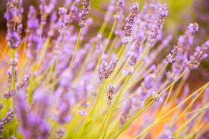Vivid colors, peaceful idyllic summer nature, blur floral scene. Closeup of French lavender field at sunset, Provence, France, Valensole. Summer nature landscape. Beautiful landscape of lavender field photo