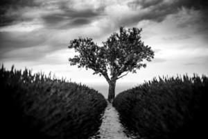 Dramatic lonely tree under dark clouds between lavender flower lines. Tree of hope conceptual surreal style. Black and white artistic closeup natural countryside scene. Monochrome rural beautiful view photo