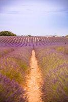 vista panorámica del campo de lavanda francés al atardecer. puesta de sol sobre un campo de lavanda violeta en provence, francia, valensole. paisaje natural de verano. hermoso paisaje de campo de lavanda, aumenta los colores foto