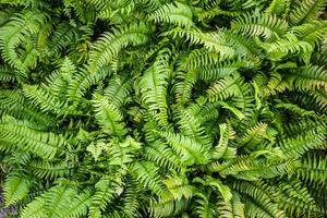 Beautiful ferns leaves green foliage natural floral fern background in sunlight. Nephrolepis exaltata the Sword Fern - a species of fern in the family Lomariopsidaceae photo