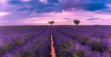 Panoramic view of French lavender field at sunset. Sunset over a violet lavender field in Provence, France, Valensole. Summer nature landscape. Beautiful landscape of lavender field, boost up colors