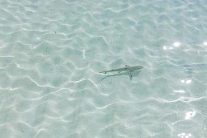 Black tip reef shark in Maldives lagoon, shallow clear sea water. Black tip shark in Indian ocean photo