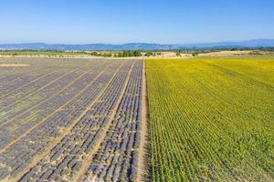 Aerial view of lavender field. Aerial landscape of agricultural fields, amazing birds eye view from drone, blooming lavender flowers in line, rows. Agriculture summer season banner photo