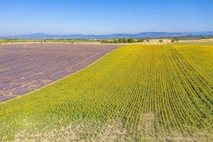 Panoramic aerial view of lavender field. Aerial landscape of agricultural fields, amazing birds eye view from drone, blooming lavender flowers in line, rows. Agriculture summer season banner